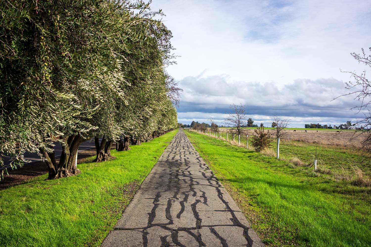 homes for sale auburn ca